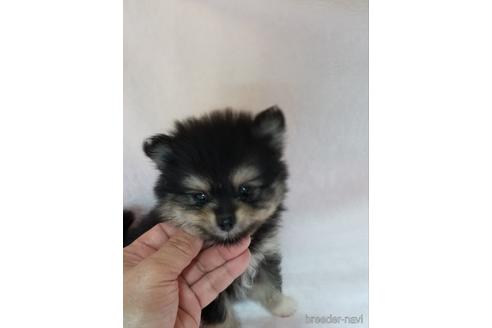 成約済の茨城県のポメラニアン-180060の1枚目
