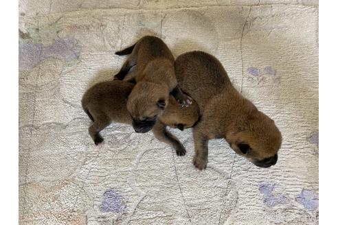 成約済の岡山県の柴犬-182534の6枚目