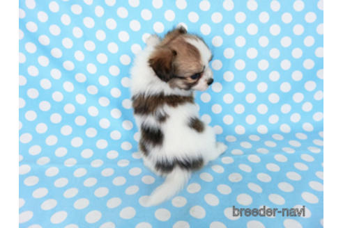 成約済の千葉県のパピヨン-180888の24枚目