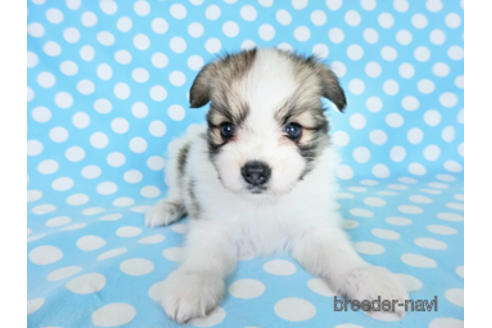 成約済の千葉県のパピヨン-180888の23枚目