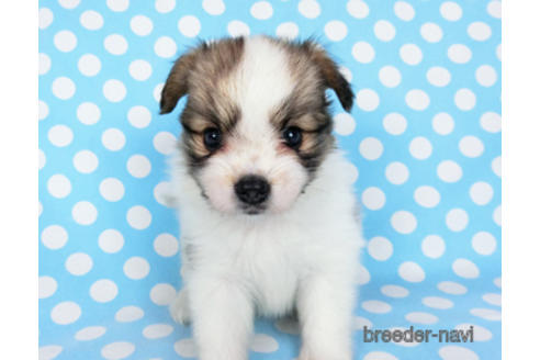 成約済の千葉県のパピヨン-180888の22枚目