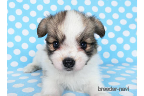 成約済の千葉県のパピヨン-180888の21枚目