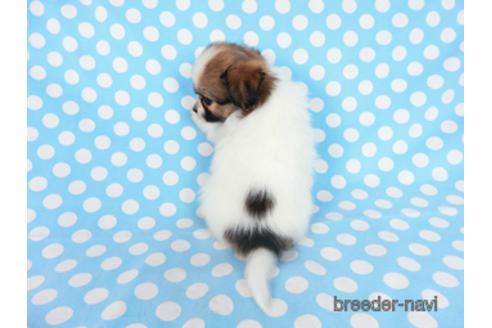 成約済の千葉県のパピヨン-180889の8枚目