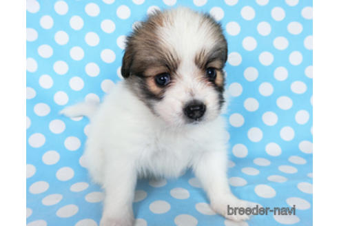 成約済の千葉県のパピヨン-180889の7枚目