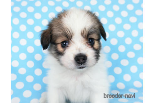 成約済の千葉県のパピヨン-180889の6枚目