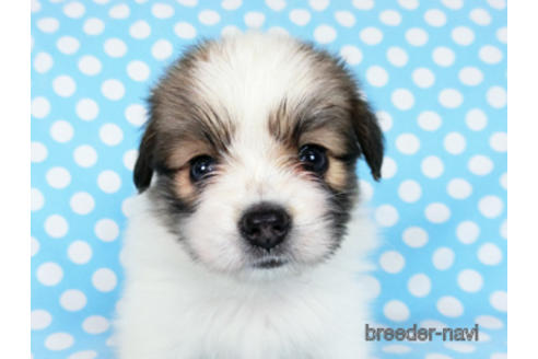 成約済の千葉県のパピヨン-180889の5枚目