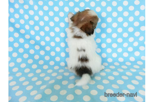 成約済の千葉県のパピヨン-180893の8枚目