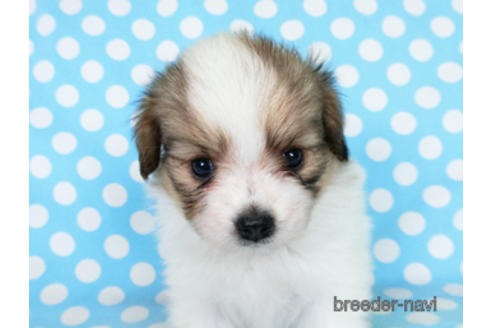 成約済の千葉県のパピヨン-180893の7枚目