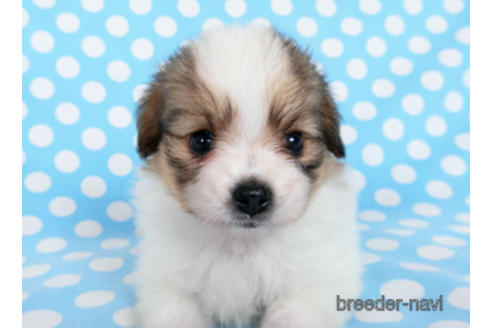 成約済の千葉県のパピヨン-180893の6枚目