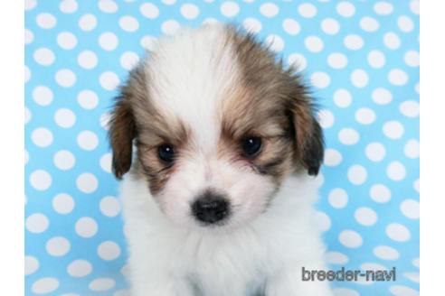 成約済の千葉県のパピヨン-180893の5枚目