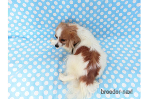 成約済の千葉県のパピヨン-182579の4枚目