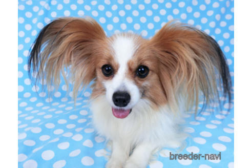 成約済の千葉県のパピヨン-182579の3枚目