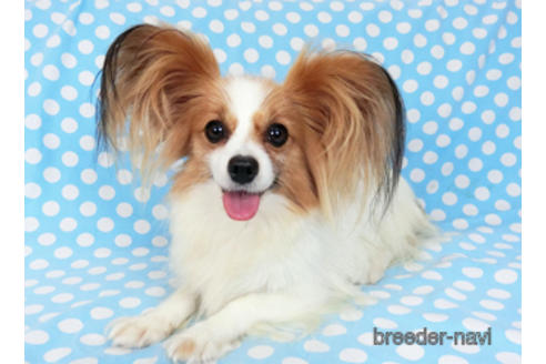 成約済の千葉県のパピヨン-182579の2枚目