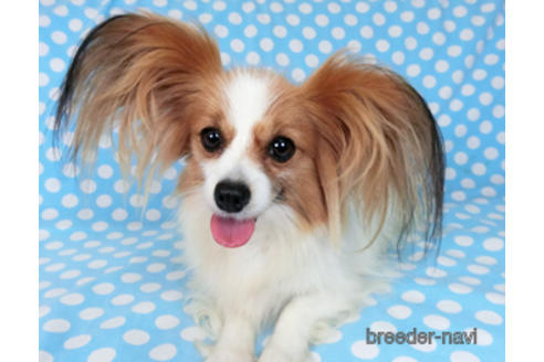 成約済の千葉県のパピヨン-182579の1枚目