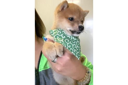 成約済の茨城県の豆柴-180822の5枚目
