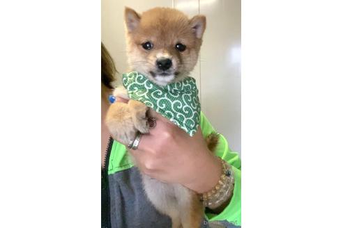 成約済の茨城県の豆柴-180822の4枚目