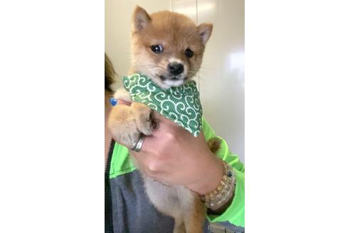 成約済の茨城県の豆柴-180822の2枚目