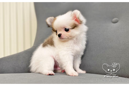 成約済の愛知県のチワワ(ロングコート)-182610の2枚目