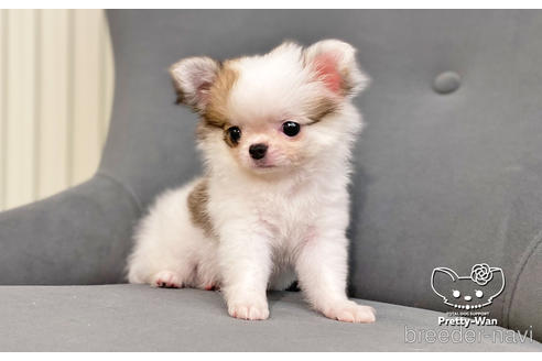 成約済の愛知県のチワワ(ロングコート)-182610の3枚目