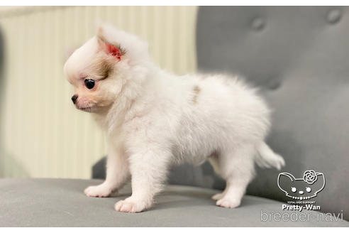 成約済の愛知県のチワワ(ロングコート)-182610の5枚目