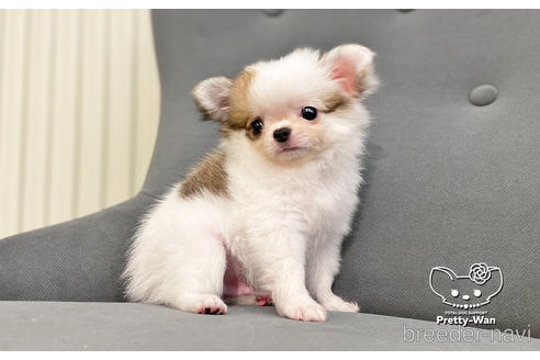 成約済の愛知県のチワワ(ロングコート)-182610の6枚目