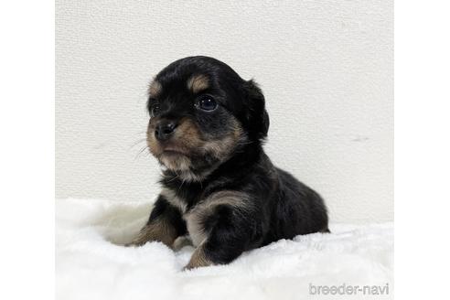 成約済の福岡県のチワックス:チワワ×ミニチュアダックスフンド-178221の41枚目