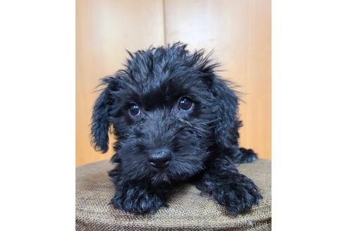 成約済の東京都のミックス犬-179672の3枚目
