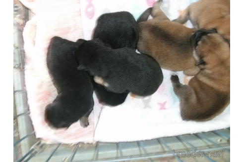 成約済の埼玉県の柴犬-182641