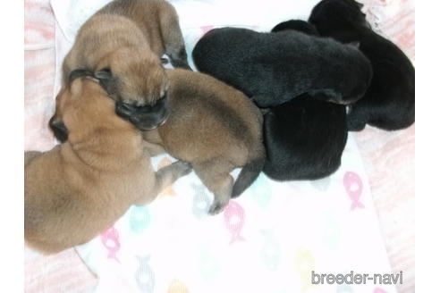 成約済の埼玉県の柴犬-182641の4枚目