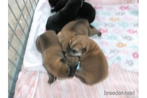 成約済の埼玉県の柴犬-182641の3枚目