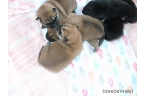 成約済の埼玉県の柴犬-182641の2枚目