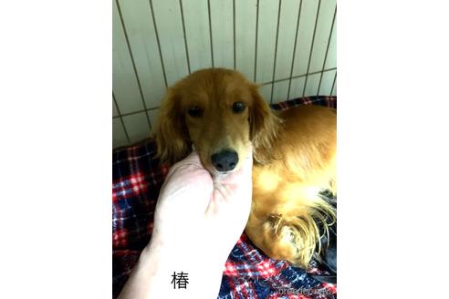 椿ちゃん1枚目
