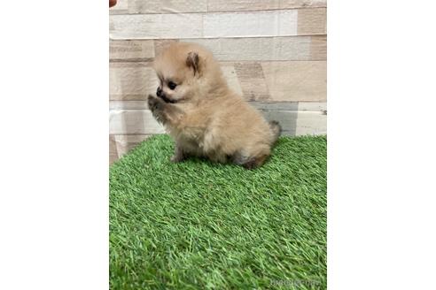 成約済の愛媛県のポメラニアン-180969の8枚目