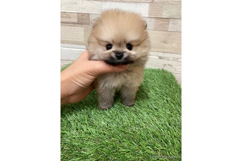 成約済の愛媛県のポメラニアン-180969の3枚目