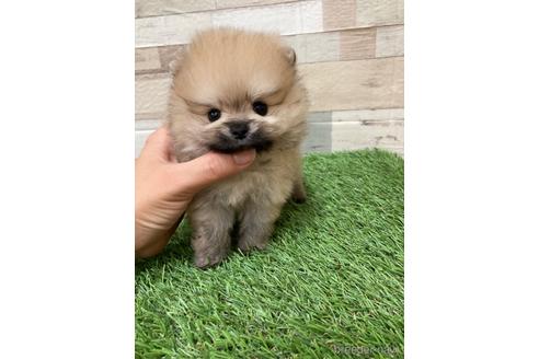 成約済の愛媛県のポメラニアン-180969の4枚目
