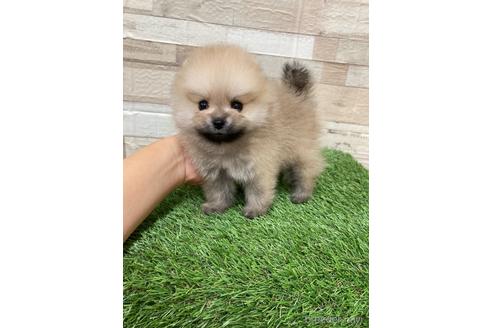 成約済の愛媛県のポメラニアン-180974の1枚目