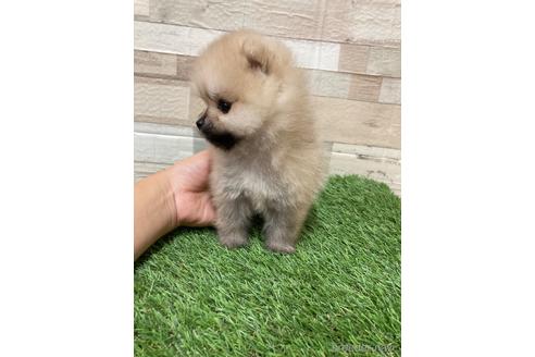 成約済の愛媛県のポメラニアン-180974の4枚目