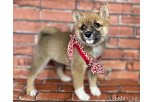 成約済の福岡県の豆柴-178587の4枚目