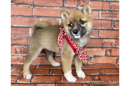 成約済の福岡県の豆柴-178587の5枚目