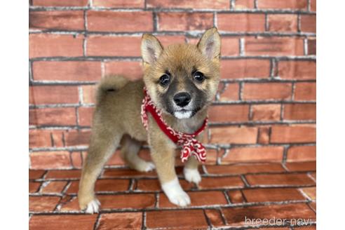 成約済の福岡県の豆柴-178587の2枚目