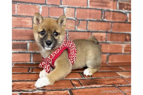 成約済の福岡県の豆柴-178587