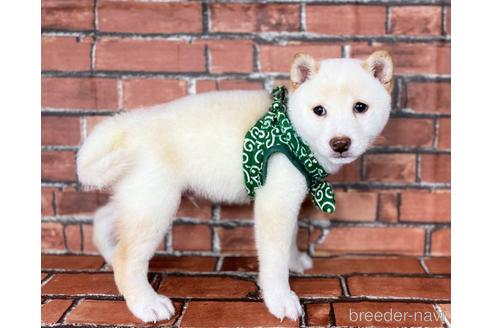 成約済の福岡県の豆柴-178508の2枚目