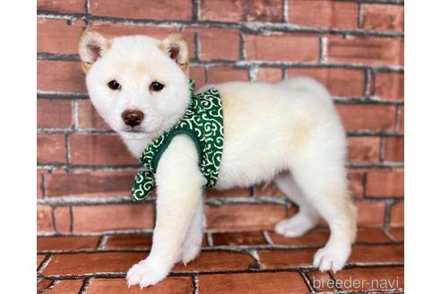 成約済の福岡県の豆柴-178508