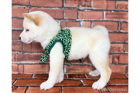 成約済の福岡県の豆柴-178508の3枚目