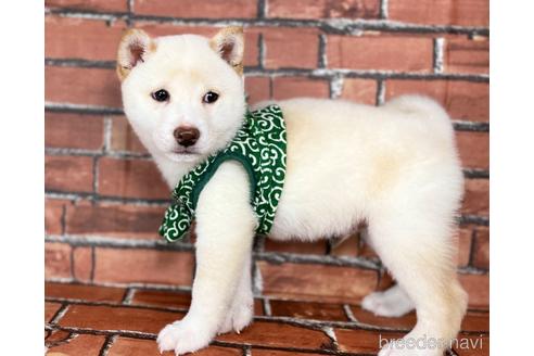 成約済の福岡県の豆柴-178508の4枚目