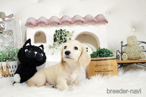 成約済の佐賀県のカニンヘンダックスフンド(ロングヘアード)-180253