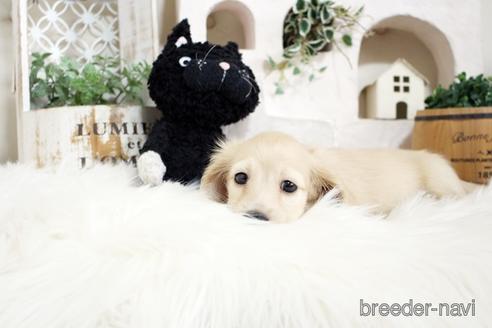 成約済の佐賀県のカニンヘンダックスフンド(ロングヘアード)-180253の5枚目