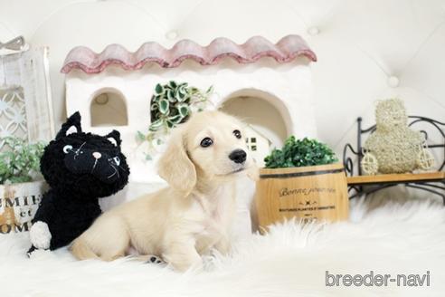 成約済の佐賀県のカニンヘンダックスフンド(ロングヘアード)-180253の4枚目