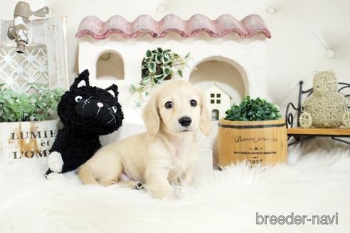 成約済の佐賀県のカニンヘンダックスフンド(ロングヘアード)-180253の3枚目