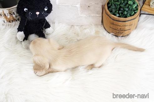 成約済の佐賀県のカニンヘンダックスフンド(ロングヘアード)-180253の2枚目